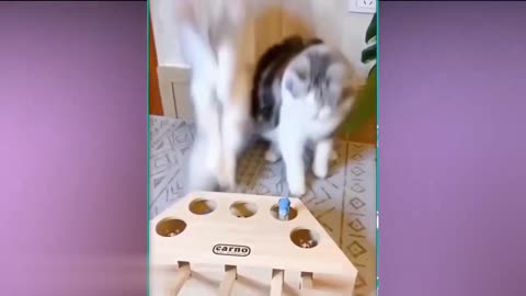 Comedy Videos Compilation of Cat