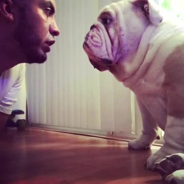 Bulldog se niega a que un humano lo regañe