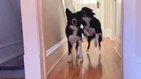 Dog Sneakily Attacks Another Dog