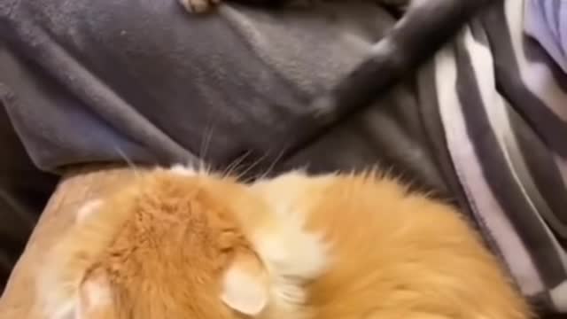 Cute And Funny Cats 🐱 #shorts #93