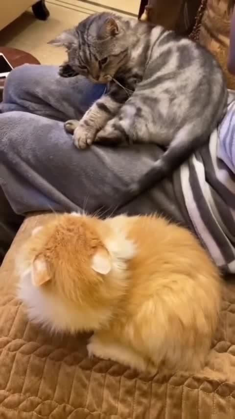 Cute And Funny Cats 🐱 #shorts #93