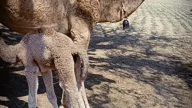 The camel was feeding her baby. A baby camel is drinking milk. A camel from a rural environment. Mountain camels of Arabic descent. The camel calf of Arabic descent. Beautiful view