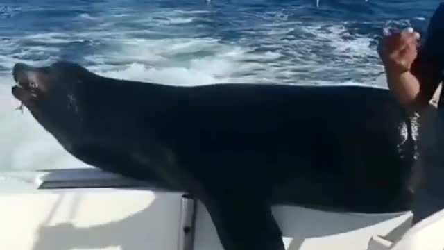 seals riding on boats