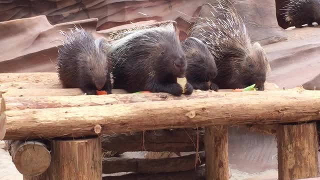 eating