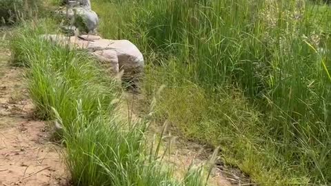 A big rock in the grass