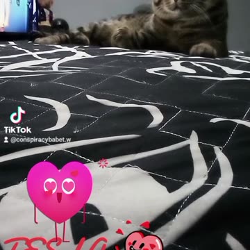 TESLA MY LOVE CHILLING