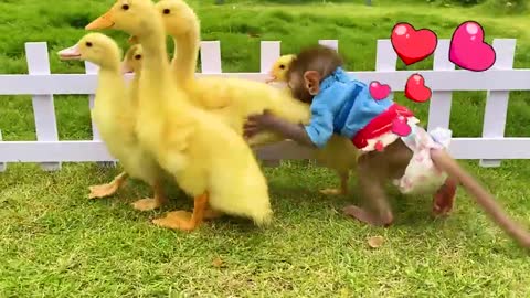 monkey and his friends
