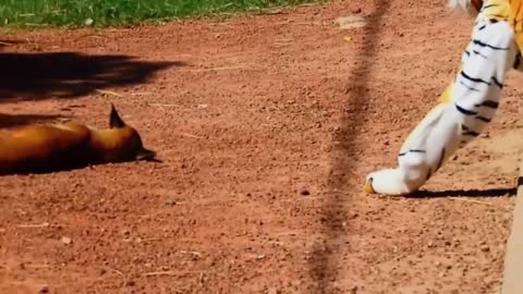 fake tiger prank dog funny video