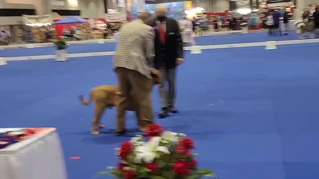 MACK DADDY THE Show (clown) dog