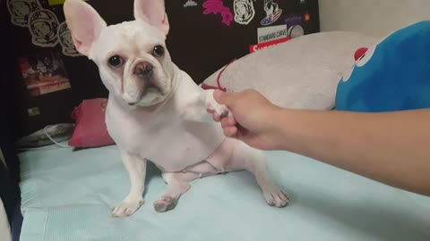 French bulldog Bobby