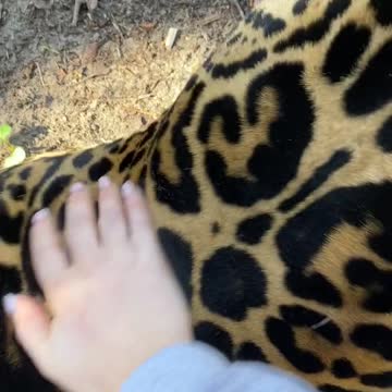 Girl plays with big tiger