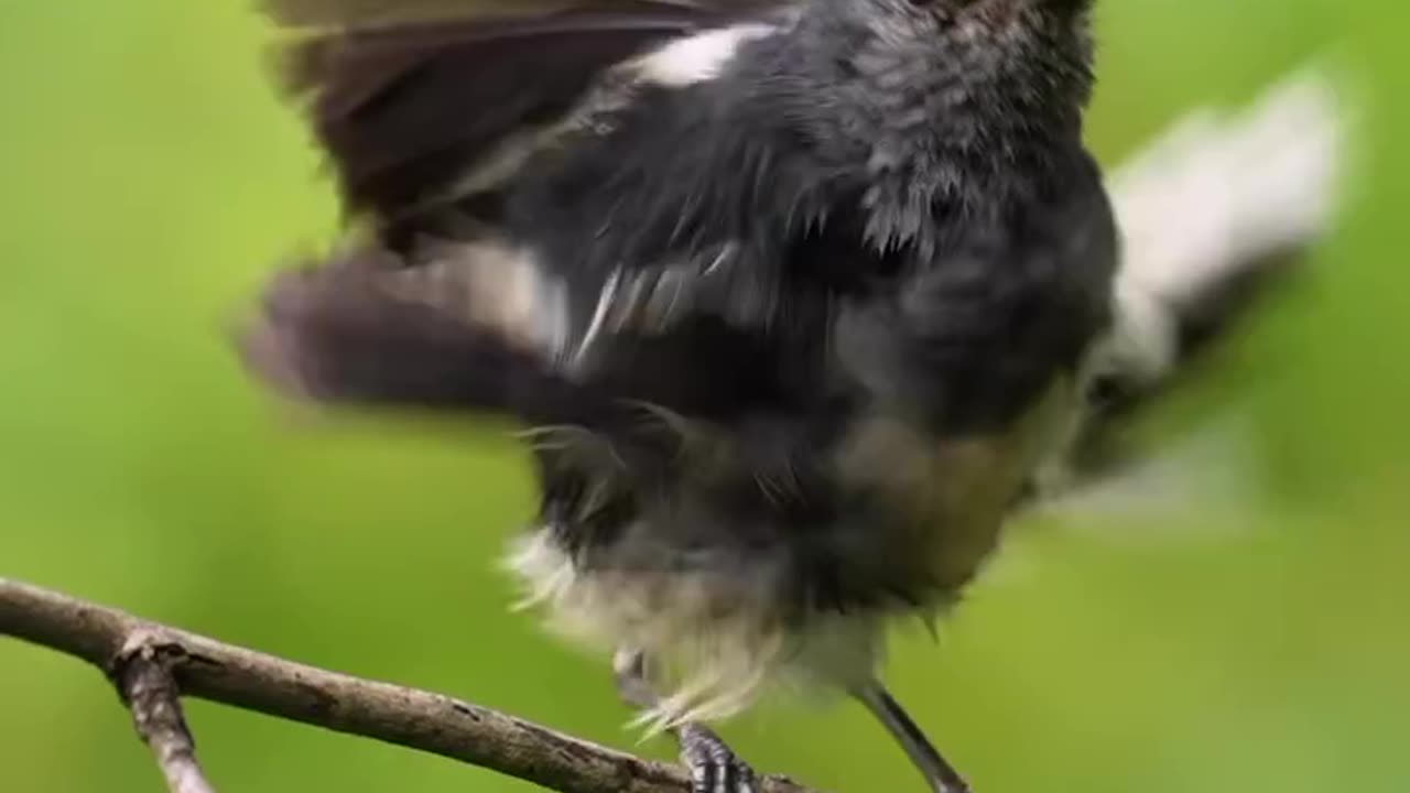 Wildlife