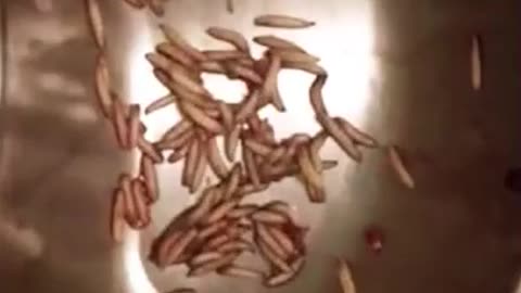 maggot Infested Tongue