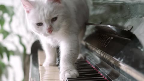 Cat walking on piano