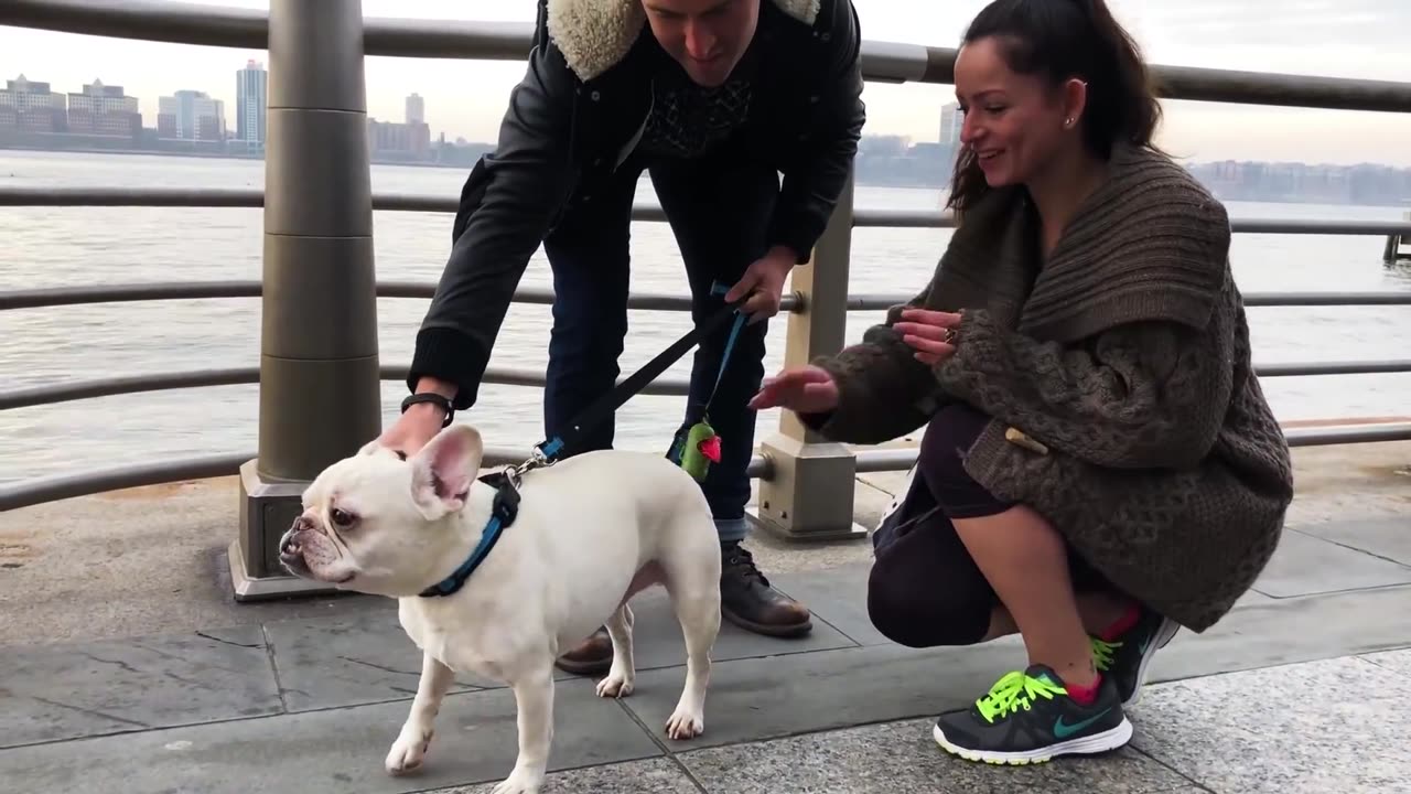 French Bulldog and Dad are NYC Broadway Stars | The Dodo City Pets