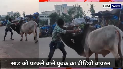 man vs bull amazing fight