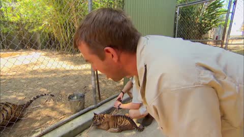 Cubs Meet Adult Tiger for the First Time | Tigers About The House | BBC Earth