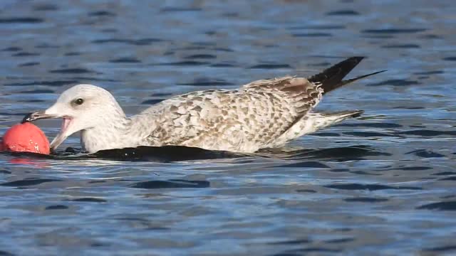 Seagull Finds A Ball