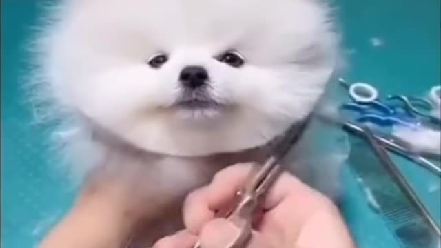 Cute 🥰 Pets Hair Cutting