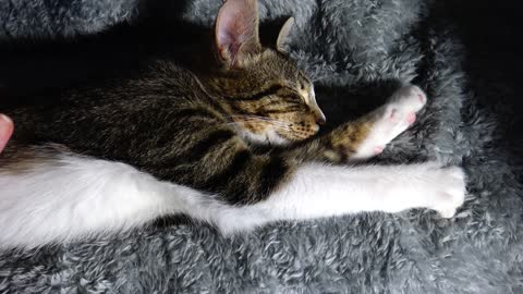 Kitten Rudolph Sleeps with Stretched Paws