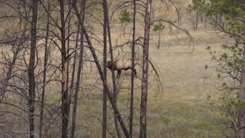 Aaron Gallagher's Bull Elk Hunt