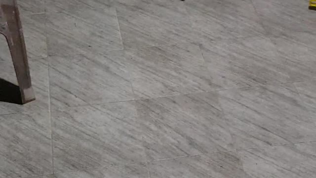 Funny dog play around