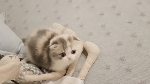 Adorable Kitten with short leg walking