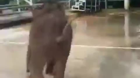 Funny animal