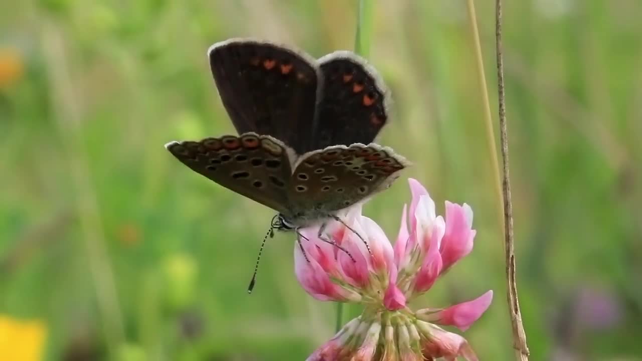 Beautiful butterfly on clover flower