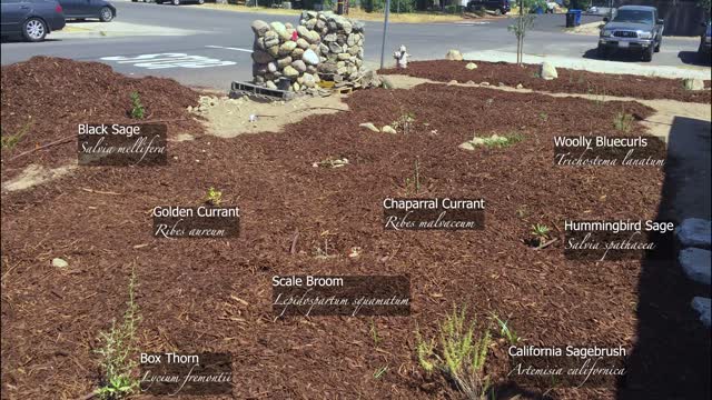 Planting a Native Garden