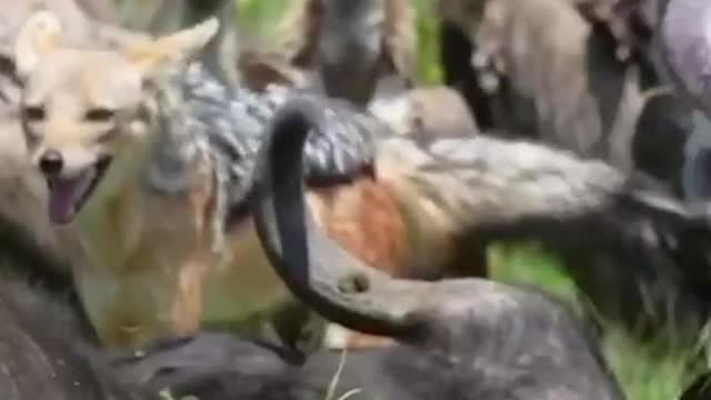 The hyena doesn't want to share with the vulture.