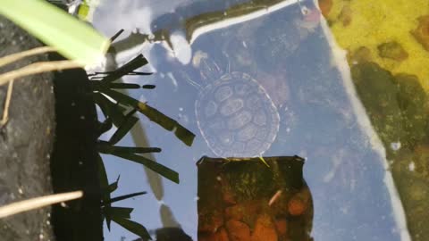 Snack time for turtles