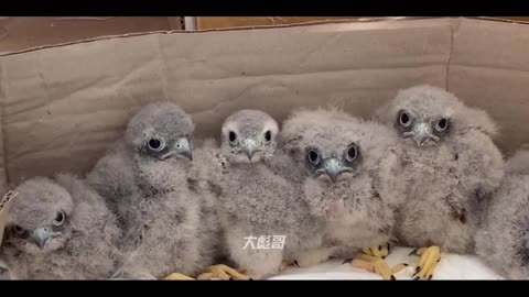 owl