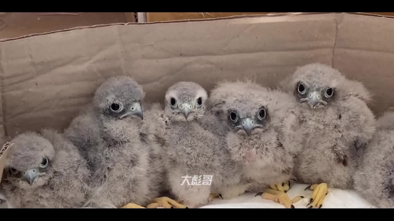 owl
