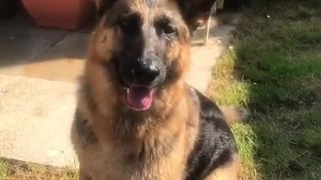 Great Fun ! 🔫💦 - Funny Dog Videos 2021 😁😁 #shorts