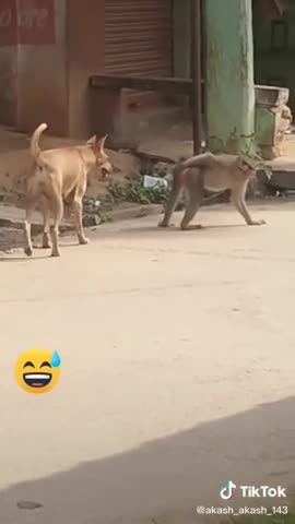 Monkey and dog funny video
