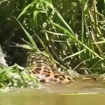 jaguar attack crocodile #shorts 2021