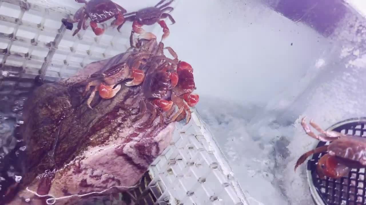 These crabs have high IQ. Do you know what they are doing
