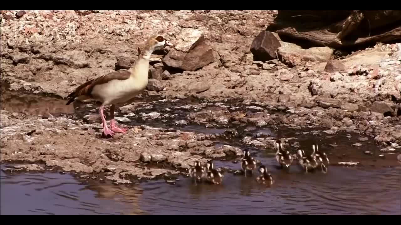 Simple animals