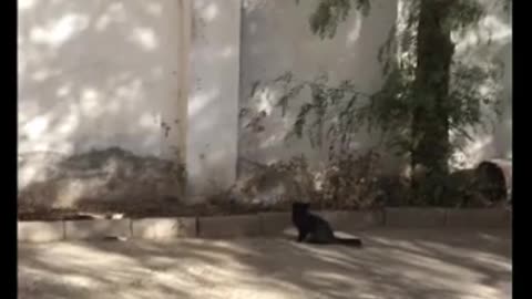 Cute cat trying to hunt