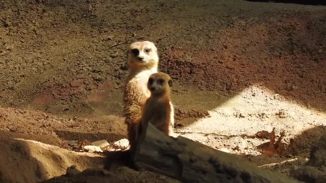 Meerkat perents and Robot meerkat babysits cute meerkat babie