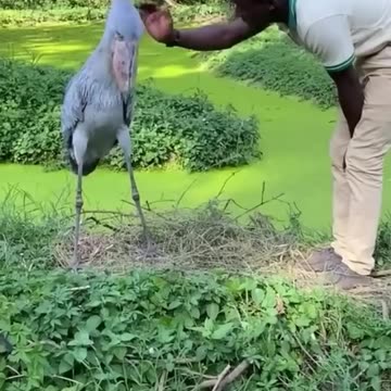 Shoebill_and_zookeeper_greeting_#shorts