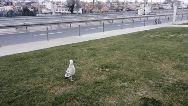 Beautiful gull bird