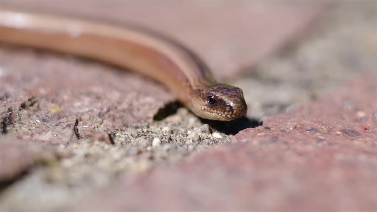 Amazing Snake Viral Video #Amazing