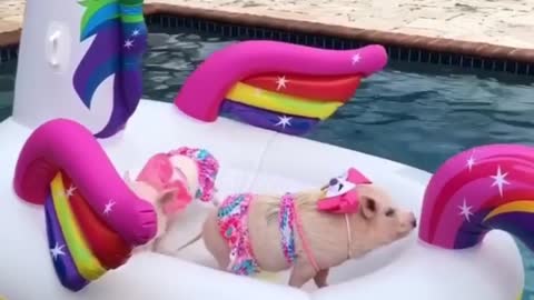 Two cute and leisurely pigs