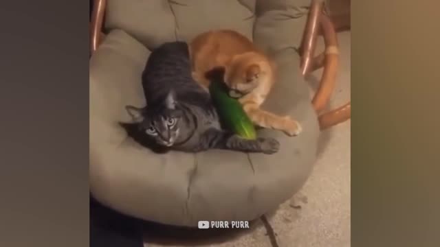 cats vs cucumber funniest video for today :)