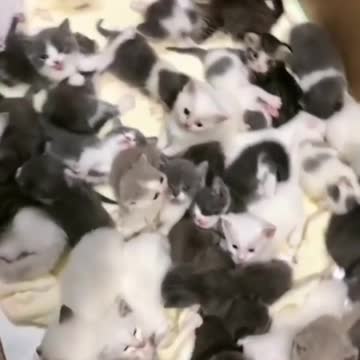 cat’s personality is never