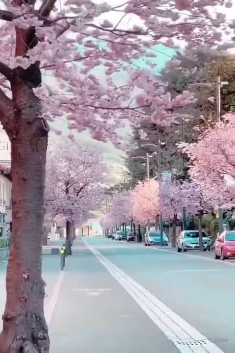 Cherry blossoms in Locarno, Switzerland
