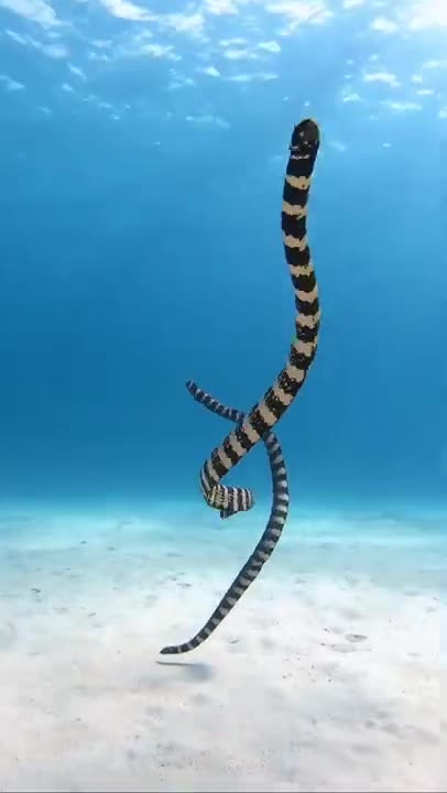 sea ​​snake