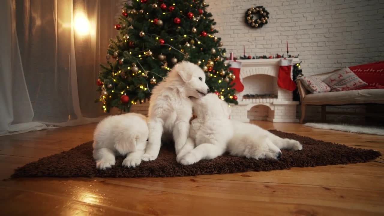 Beautiful white puppies at the Christmas tree